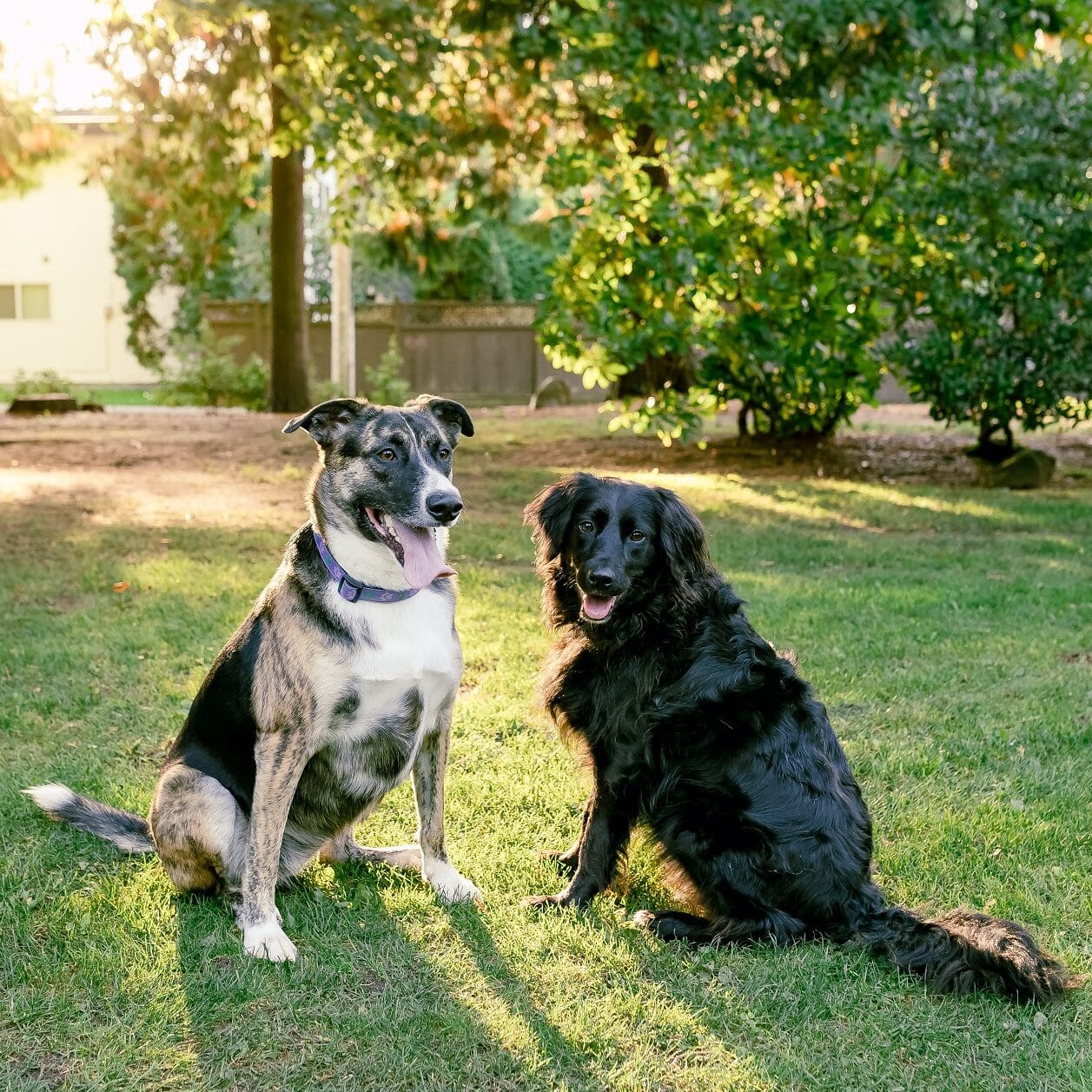 All_Paws-Oct2021-23-(1)-resize