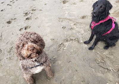 Two dogs on a sandy beach