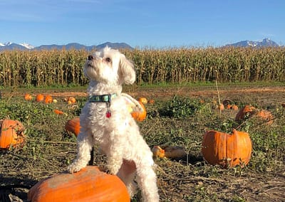 Small white dog with its legs on a pumpkin