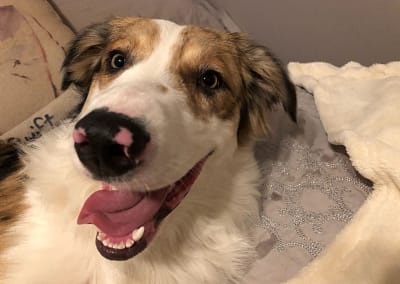 Close up of dog with it's mouth open and tongue showing