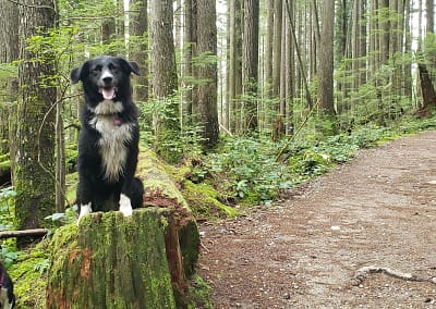 Dog sitting on a tree stump in a forest