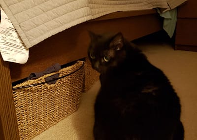 Purrfume black cat