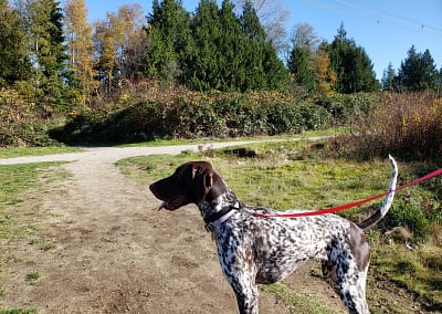 Dog on a red leash in Langley